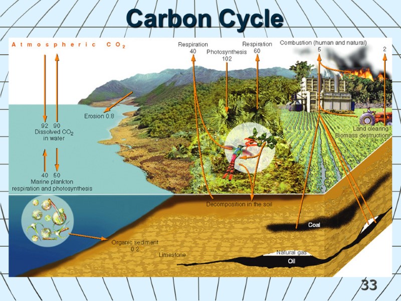 33 Carbon Cycle